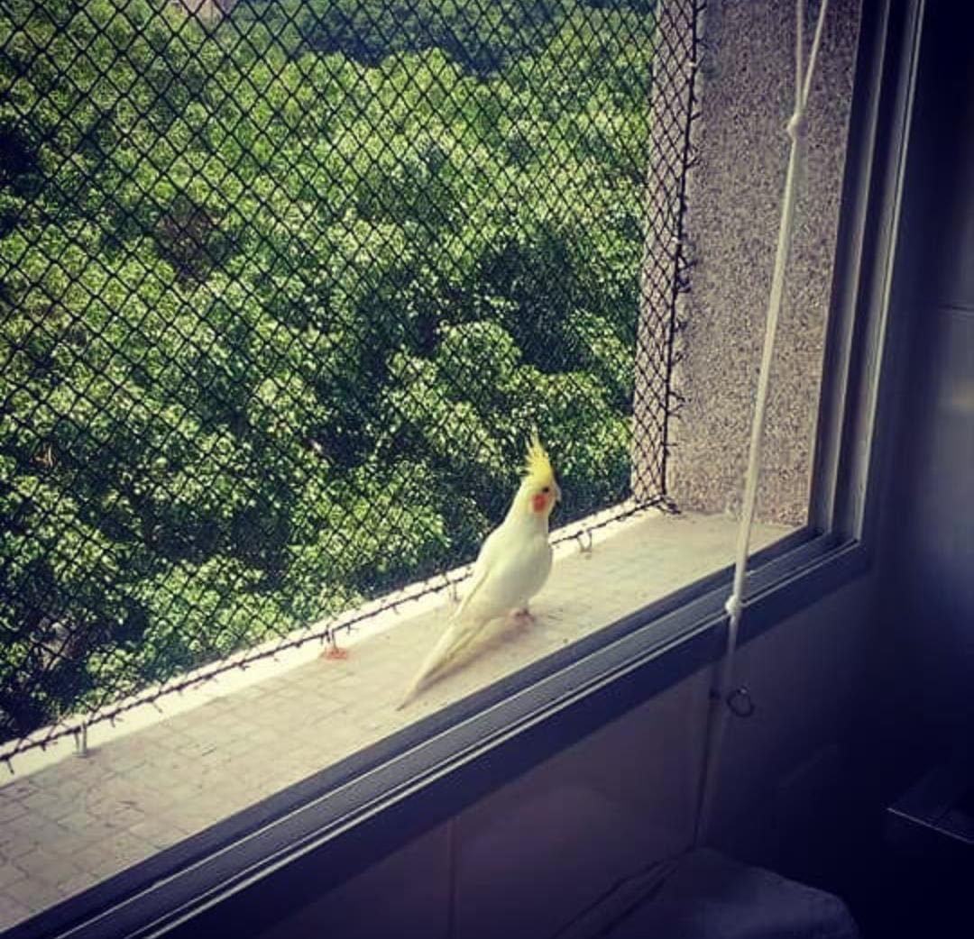 Proteção Pet GG Proteções